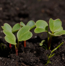  Microgreenz