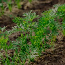  Microgreenz
