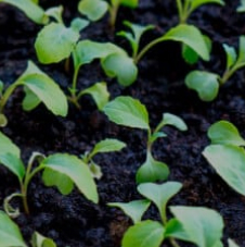  Microgreenz