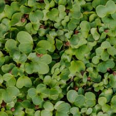  Microgreenz