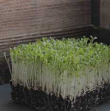 Microgreenz