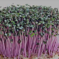 Microgreenz
