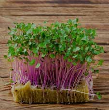  Microgreenz