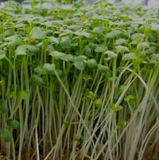 Microgreenz