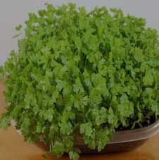  Microgreenz