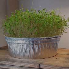 Microgreenz