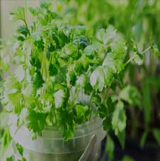  Microgreenz