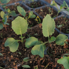  Microgreenz