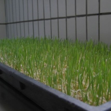  Microgreenz