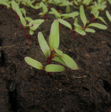  Microgreenz