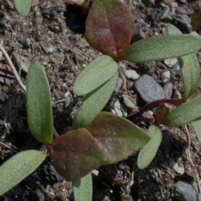  Microgreenz