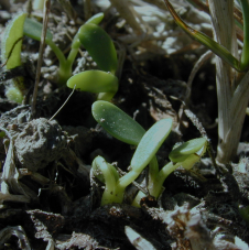  Microgreenz