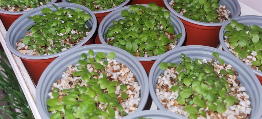 Microgreenz