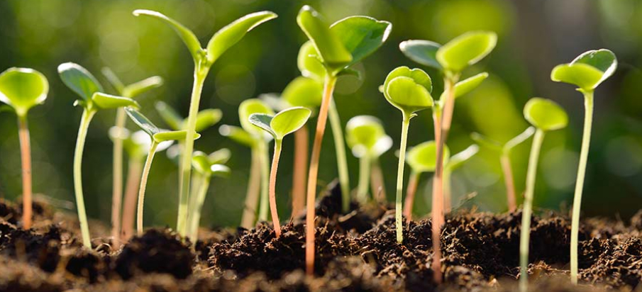 Microgreenz